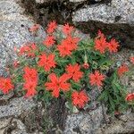 Silene laciniata Habit