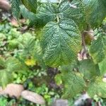 Rubus idaeus Leaf