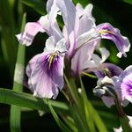 Iris tenax Flower