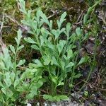 Asplenium x alternifolium 形態