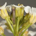 Nasturtium microphyllum Λουλούδι