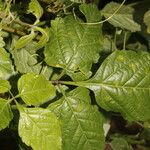 Urvillea ulmacea Feuille