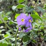 Solanum umbelliferum Květ