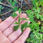 Aquilegia formosa Folha