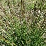 Festuca filiformis ഇല