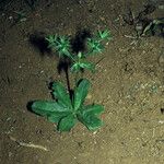 Eryngium foetidum Staniste