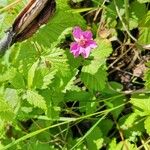 Rubus arcticus Λουλούδι