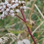 Achillea nobilis Rinde