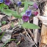 Pulmonaria montanaFlor