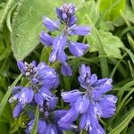 Polygala alpina Fleur