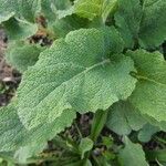 Salvia sclarea Blatt