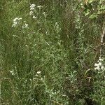 Achillea erba-rotta Hábitos