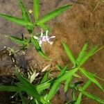 Dianthera americana Leaf