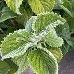Coleus barbatus Leht