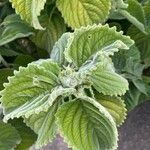 Coleus barbatus Frunză