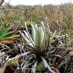 Plantago sericea Ліст