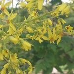 Koelreuteria paniculata Blüte