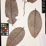 Annona neoinsignis Leaf
