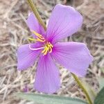 Chaetogastra gracilis Λουλούδι