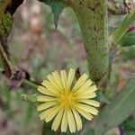 Lactuca indica Цветок