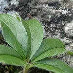 Potentilla caulescens Blatt