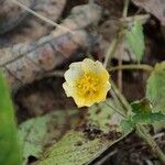 Sida cordata Floare