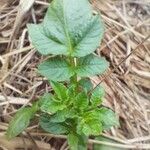 Solanum tuberosum List