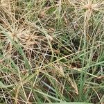 Spinifex littoreus Flower