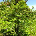 Calycanthus floridus Vekstform