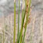 Juncus maritimus 樹皮