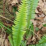 Blechnum spicantLeaf