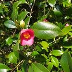 Camellia japonicaBlüte