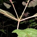 Clidemia septuplinervia Otro