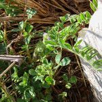 Astragalus sesameus Costuma