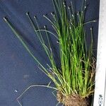 Eleocharis flavescens Άλλα