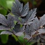 Actaea simplex برگ