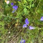 Linum narbonenseFlower