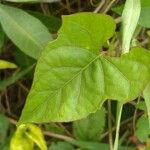 Ipomoea tiliacea 葉