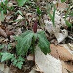 Trillium sessile Alkat (teljes növény)