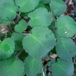 Saxifraga hirsutaपत्ता