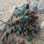 Limonium companyonis Likasa