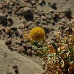 Gaillardia spathulata Floare