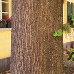 Tilia × europaea বাকল