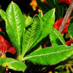 Rhododendron japonicum Feuille