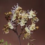 Julbernardia globiflora Floro