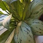 Aglaonema commutatumBlad