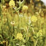 Trifolium aureum Blomst