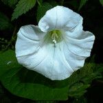 Calystegia silvatica Fleur