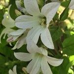 Campanula lactiflora फूल