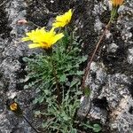 Hypochaeris robertia Hoja